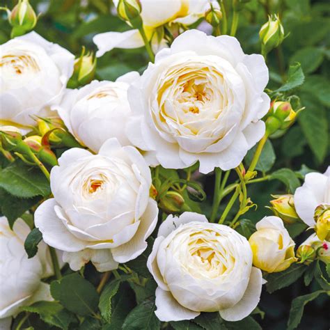belle epoque rozen|rozen kwekerij boskoop.